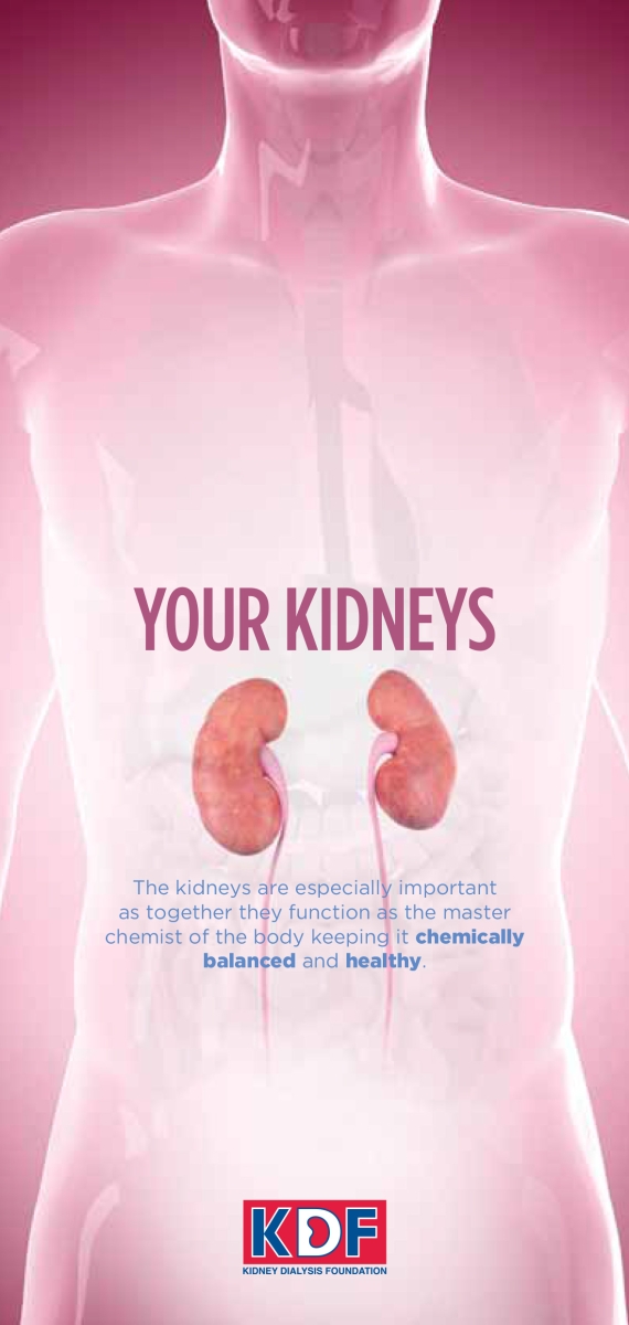 Your Kidneys