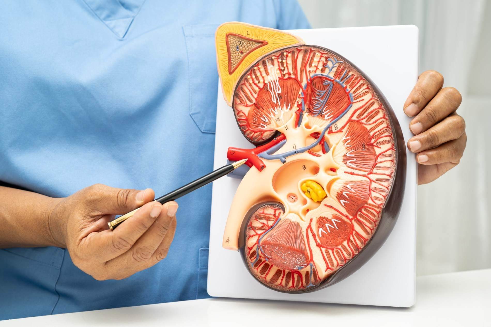 Kidney Health: How to Keep Your Kidneys Healthy in Singapore